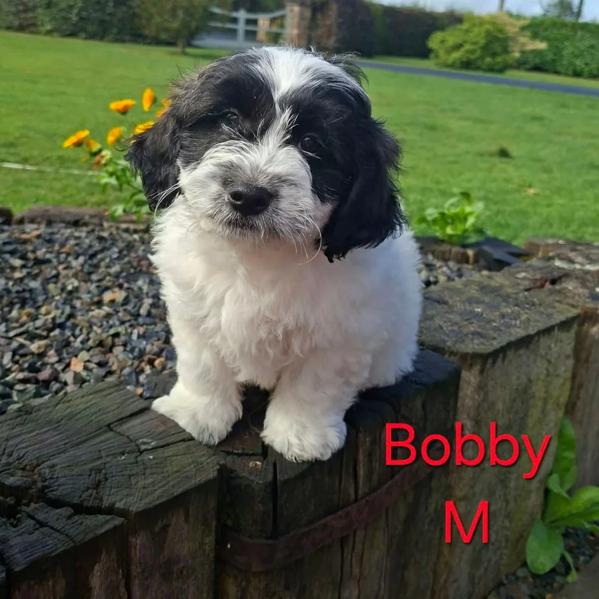 Shichon Puppies Available For Sale