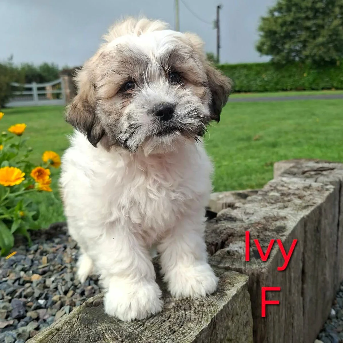 Shichon Puppies Available For Sale