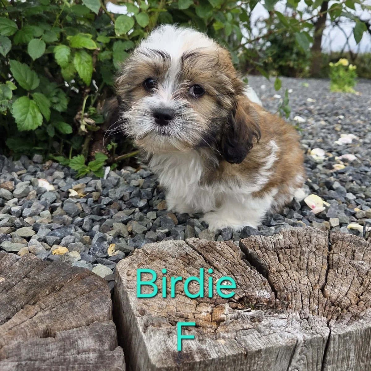Shichon Puppies Available For Sale