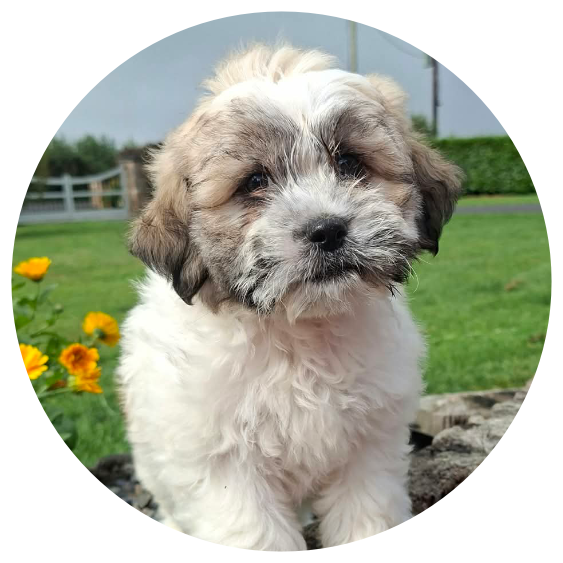 Available Shichons