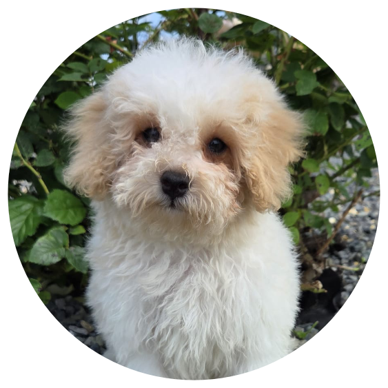Available Cavachons