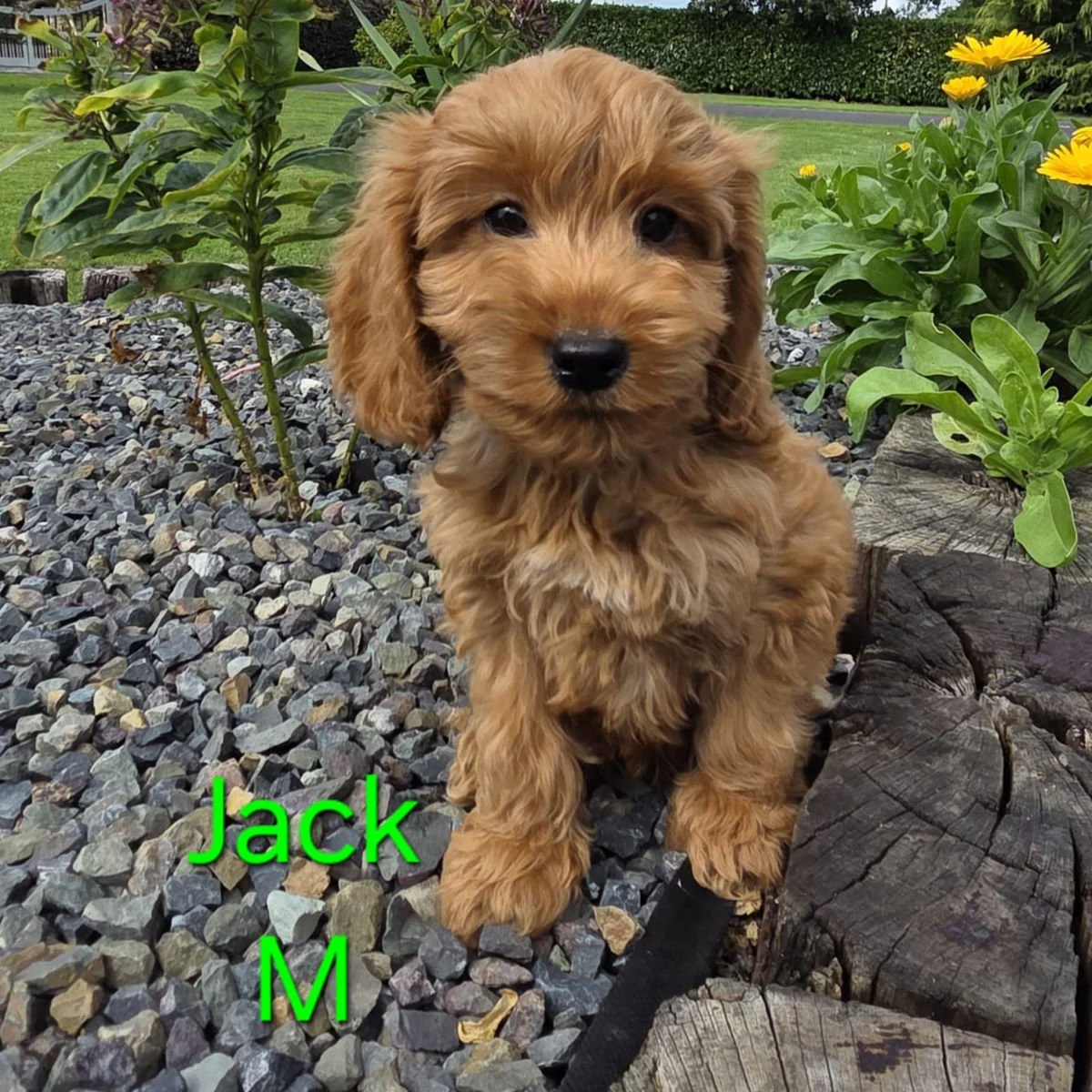 Cockapoo puppies for sale