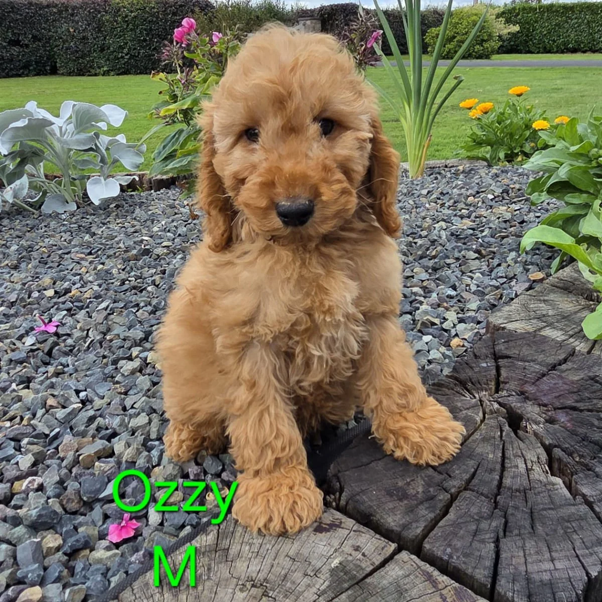 Cockapoo puppies for sale