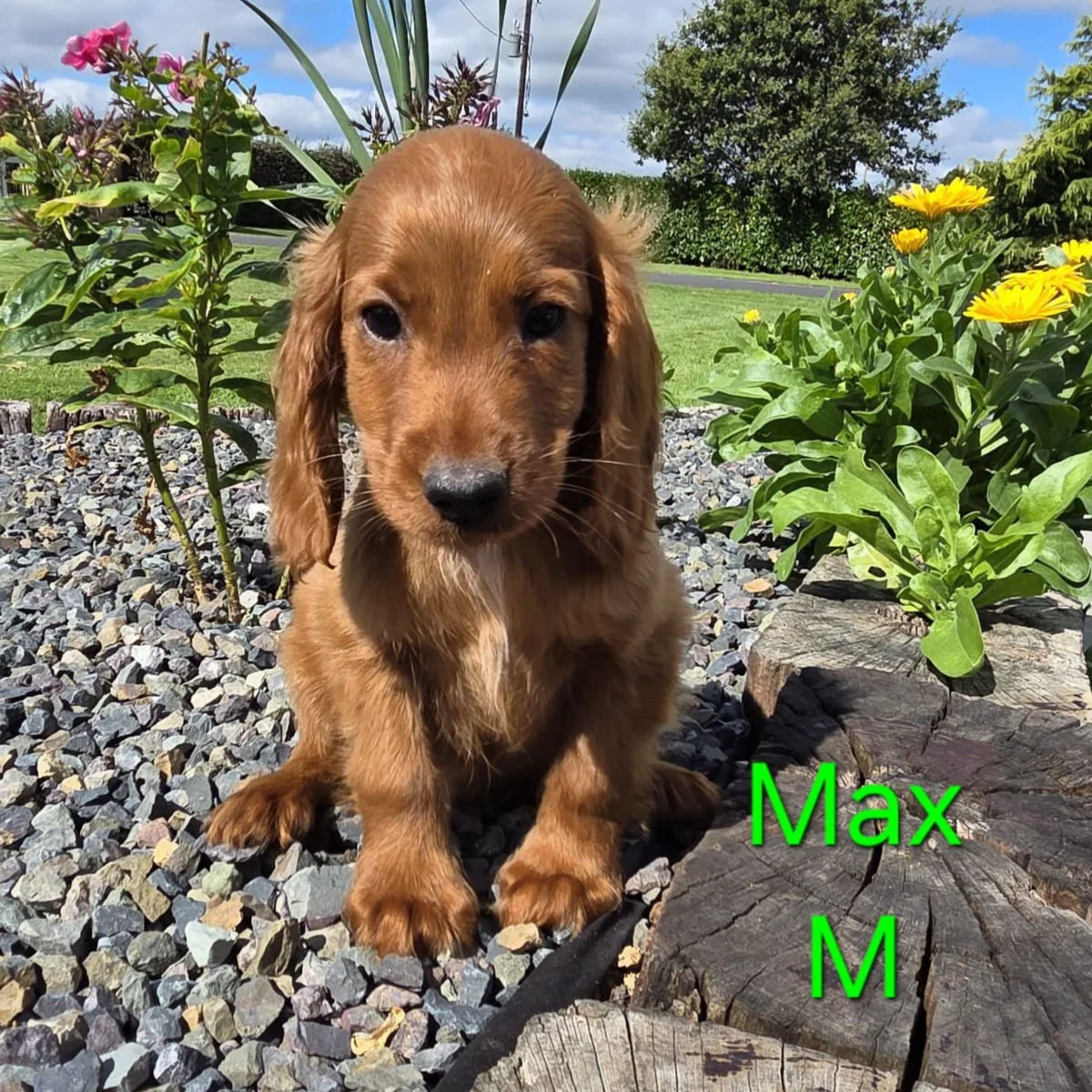 Cockapoo puppies for sale