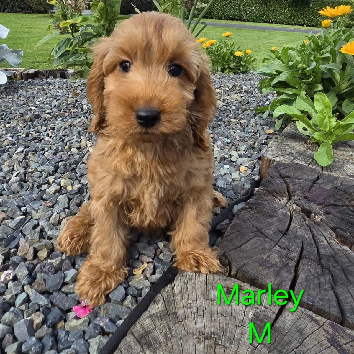 Cockapoo puppies for sale