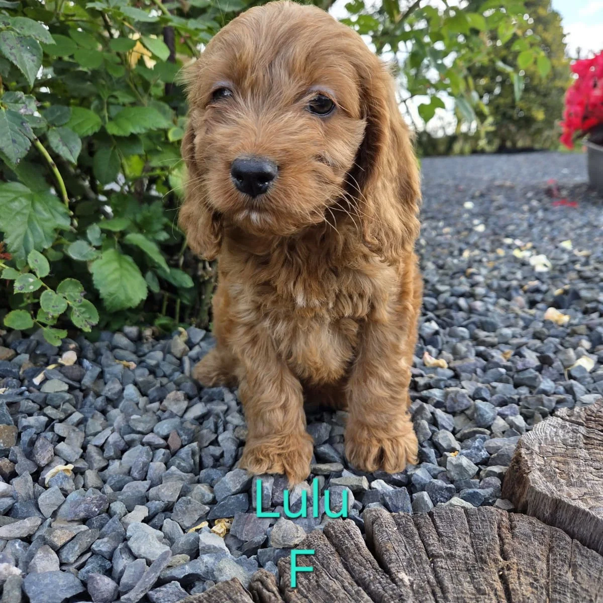 Cockapoo puppies for sale