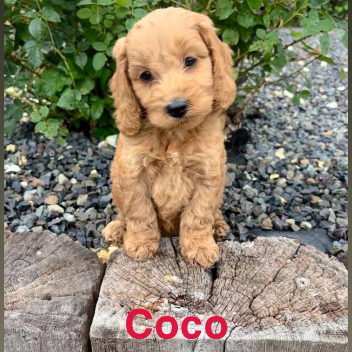 Cockapoo puppies for sale