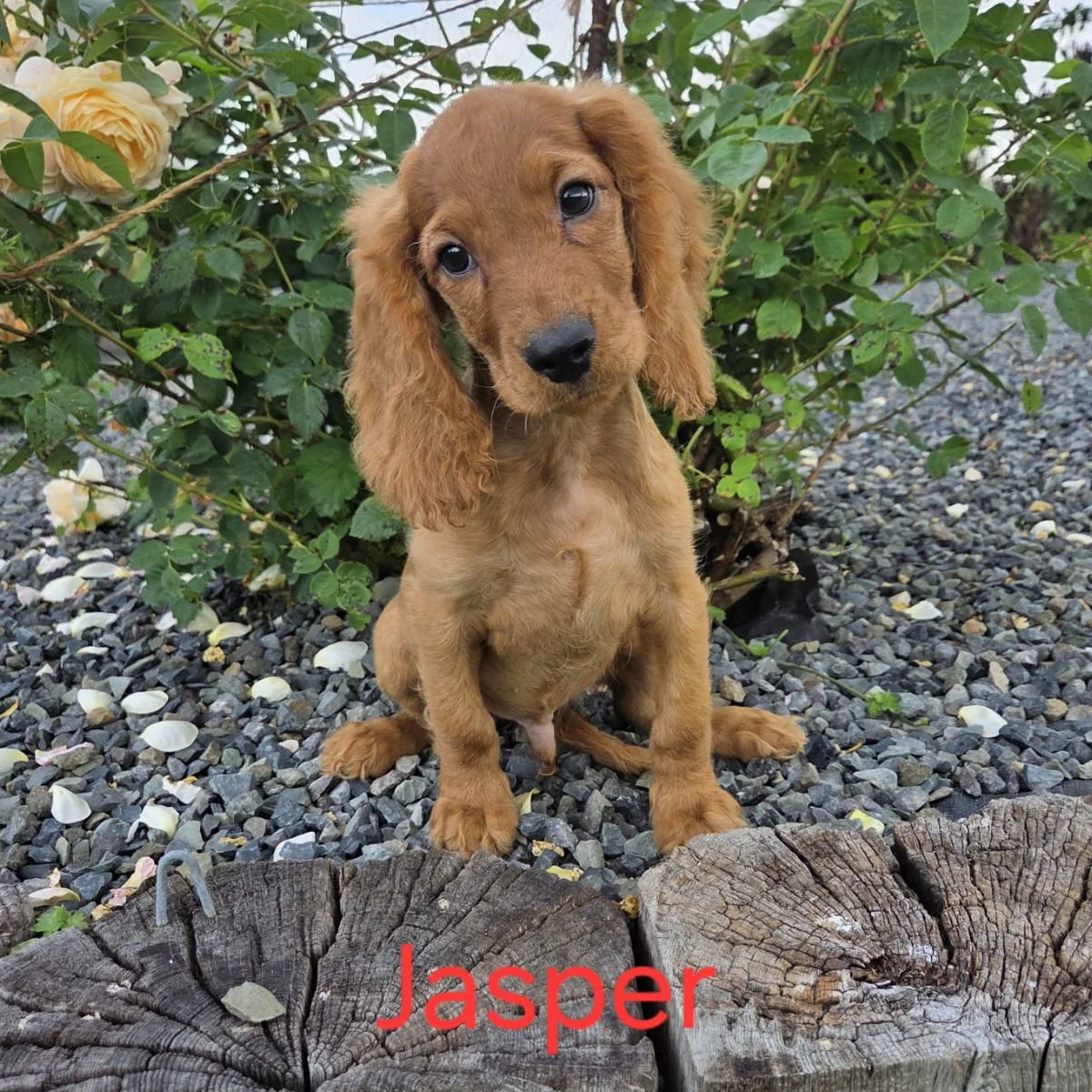 Cockapoo puppies for sale