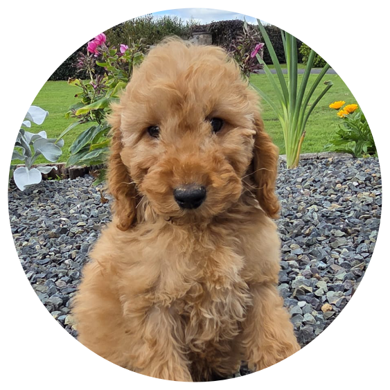 Available Cockapoos