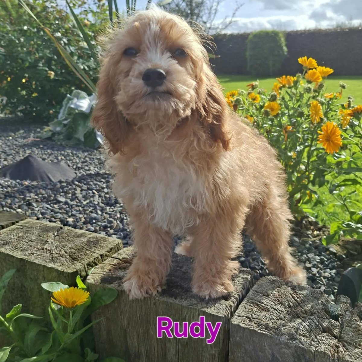 Cavapoo Puppies For Sale