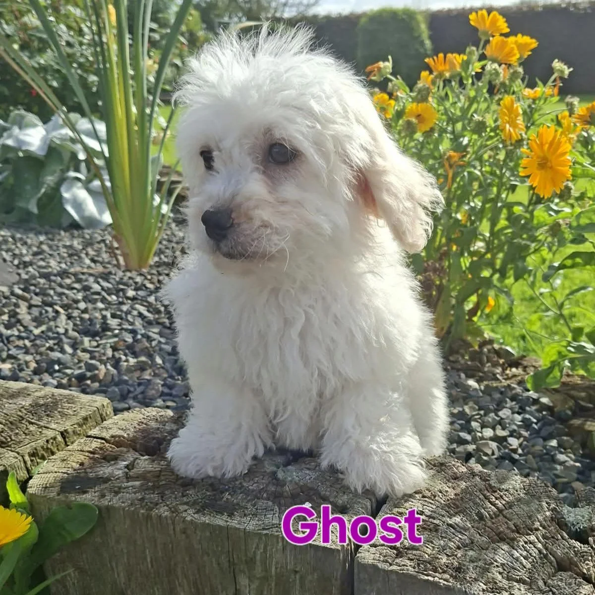 Cavachon Puppies For Sale