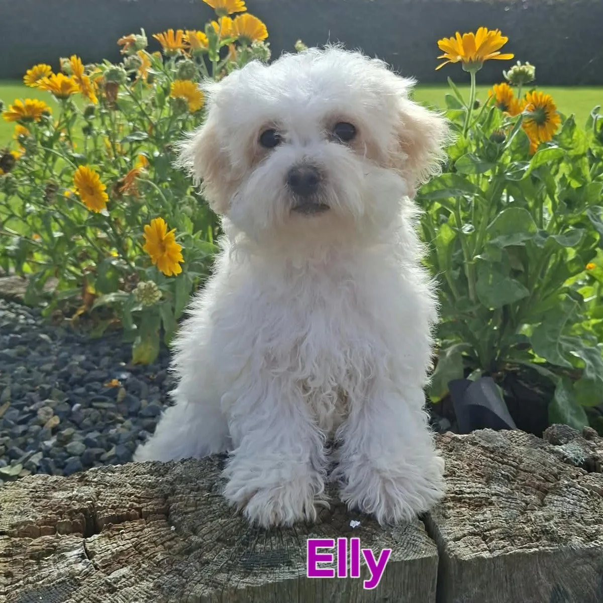Cavachon Puppies For Sale