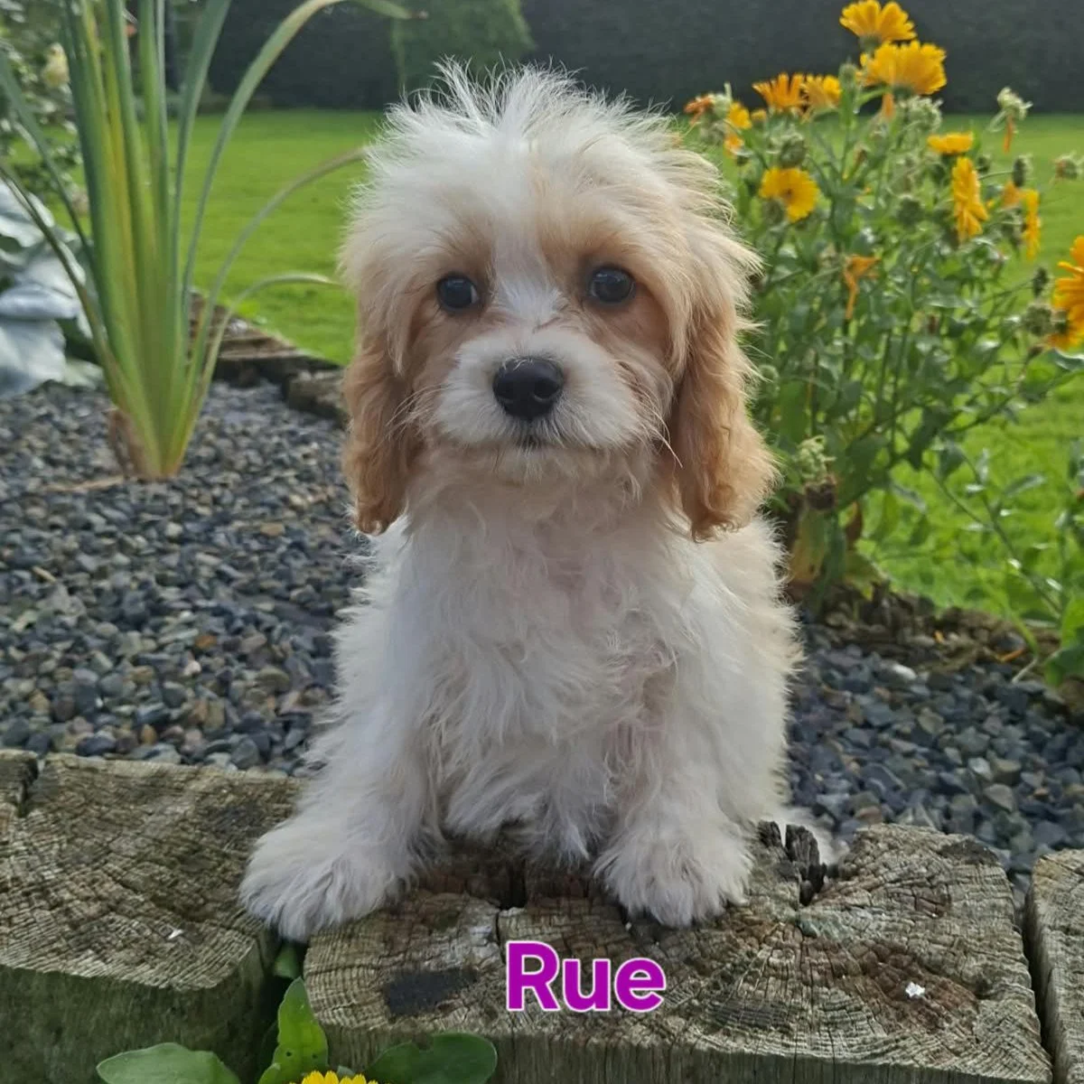 Cavachon Puppies For Sale