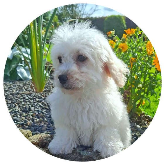 Available Cavachons