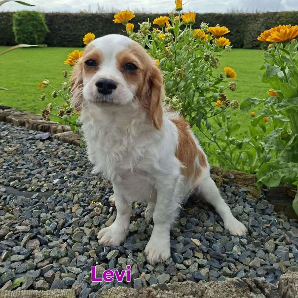 Cavachon Puppies For Sale