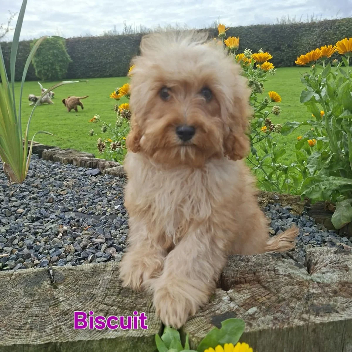 Cavapoo Puppies For Sale