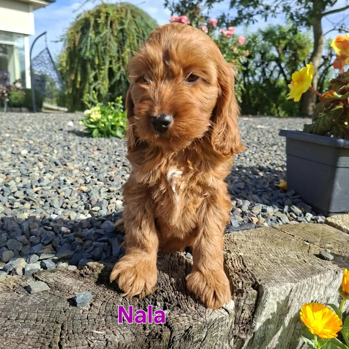 Cockapoo puppies for sale