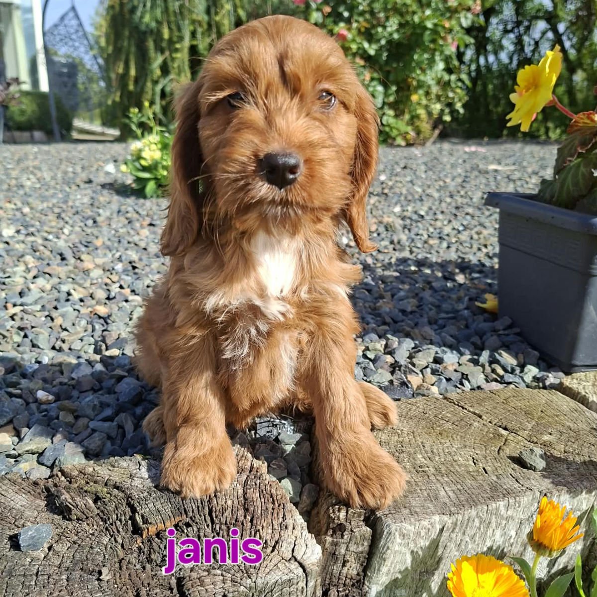 Cockapoo puppies for sale