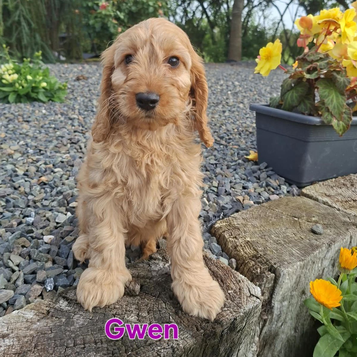 Cockapoo puppies for sale