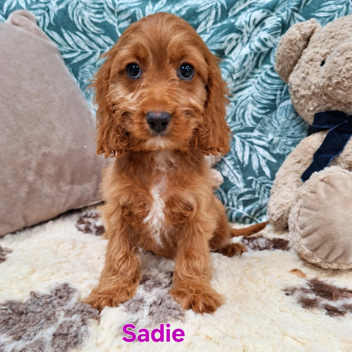 Cavapoo Puppies For Sale