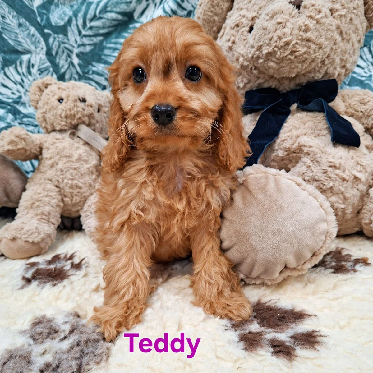 Cavapoo Puppies For Sale