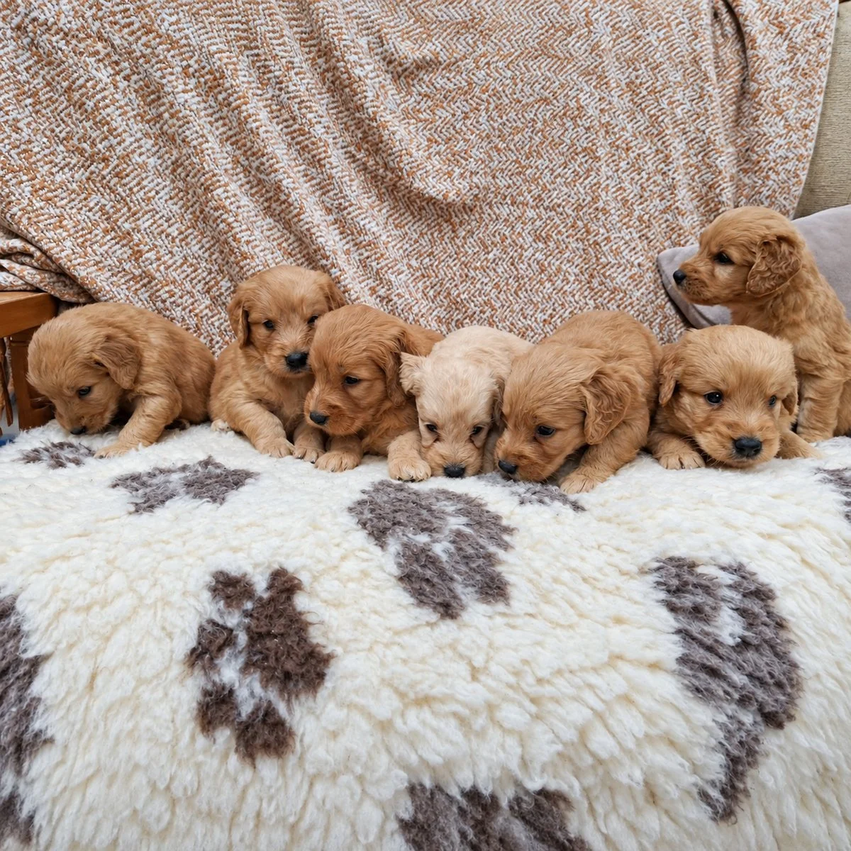 Goldendoodle Puppies For Sale