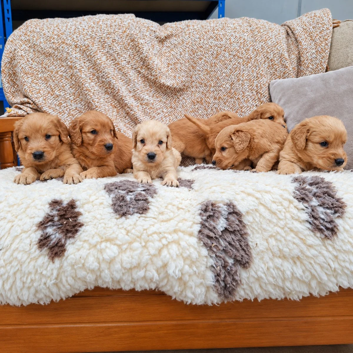 Goldendoodle Puppies For Sale
