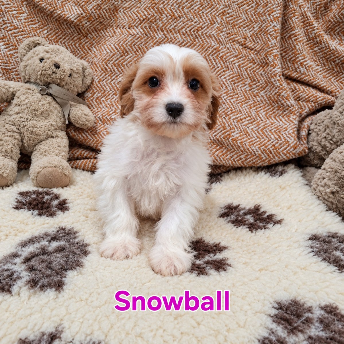 Cavapoo Puppies For Sale