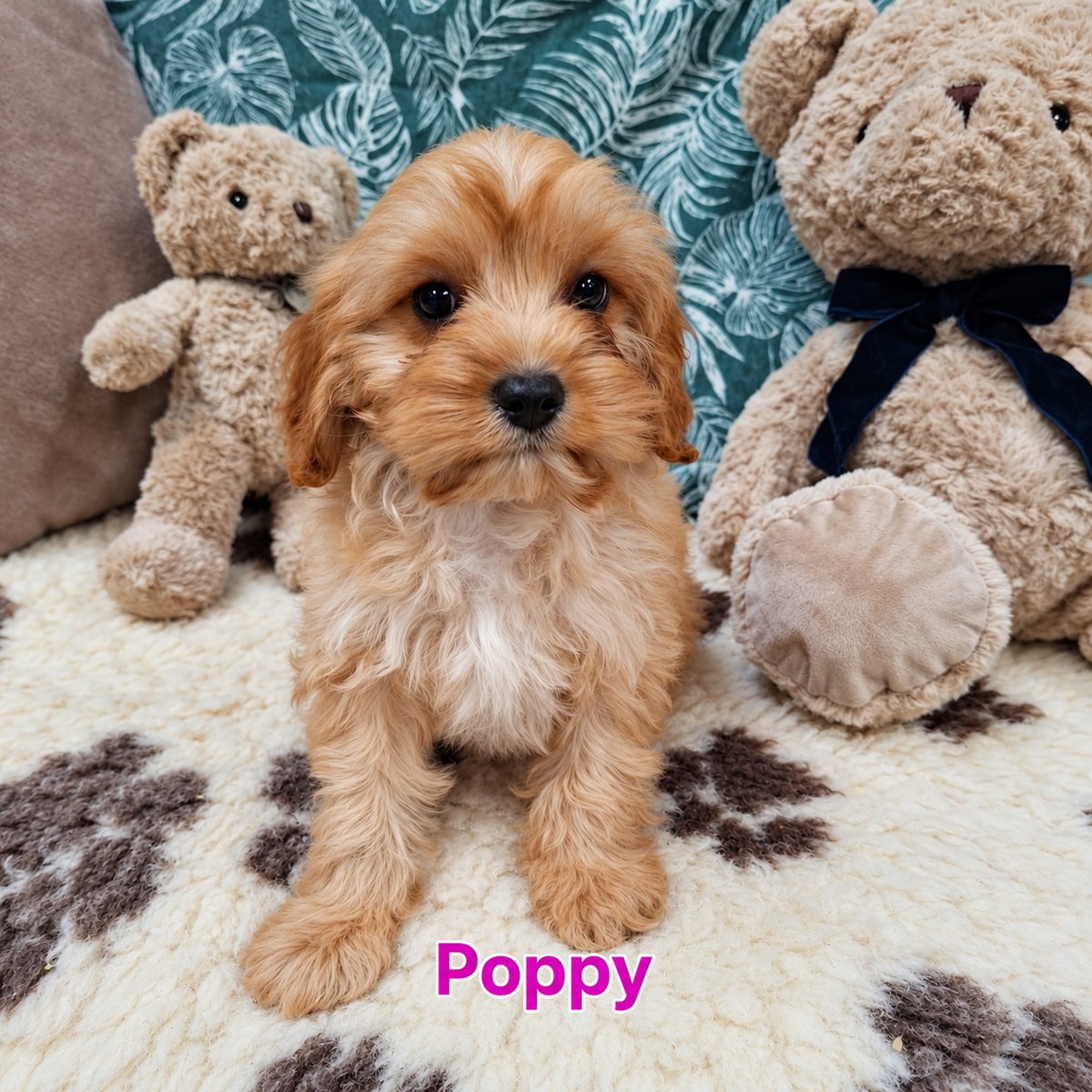 Cavapoo Puppies For Sale