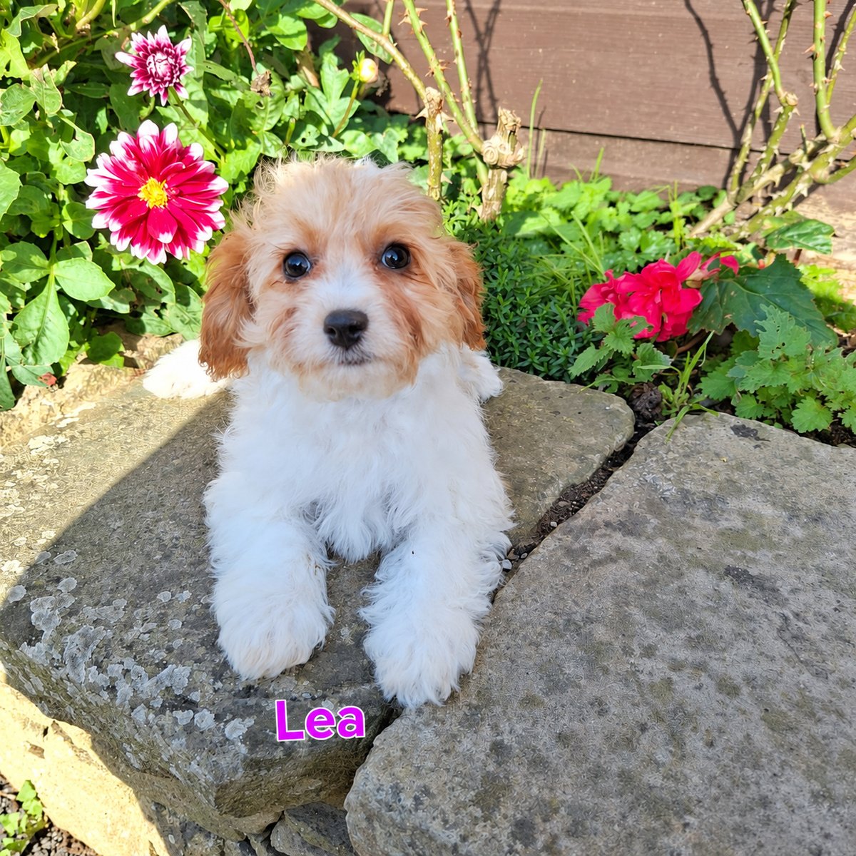 Cavapoo Puppies For Sale