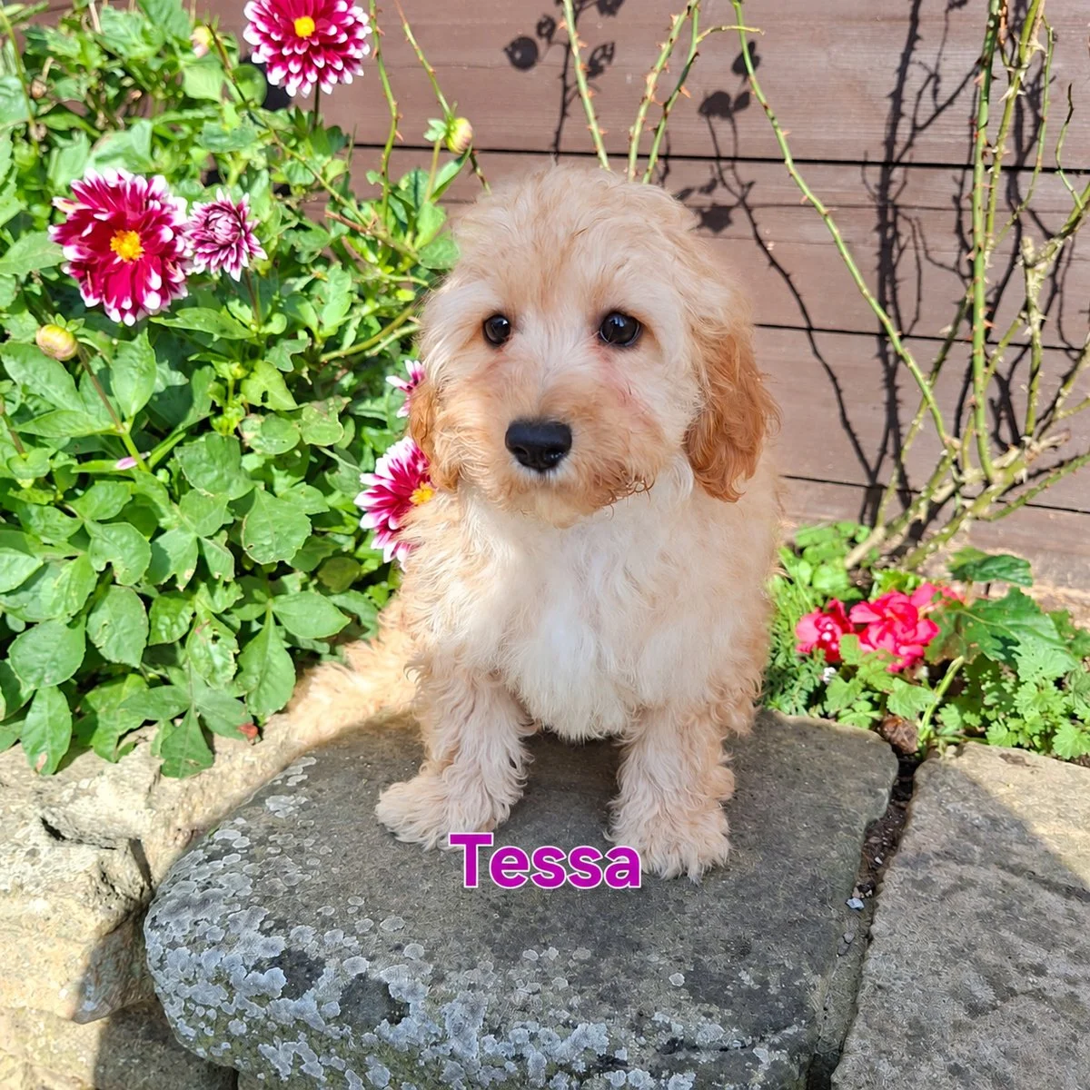 Cavapoo Puppies For Sale