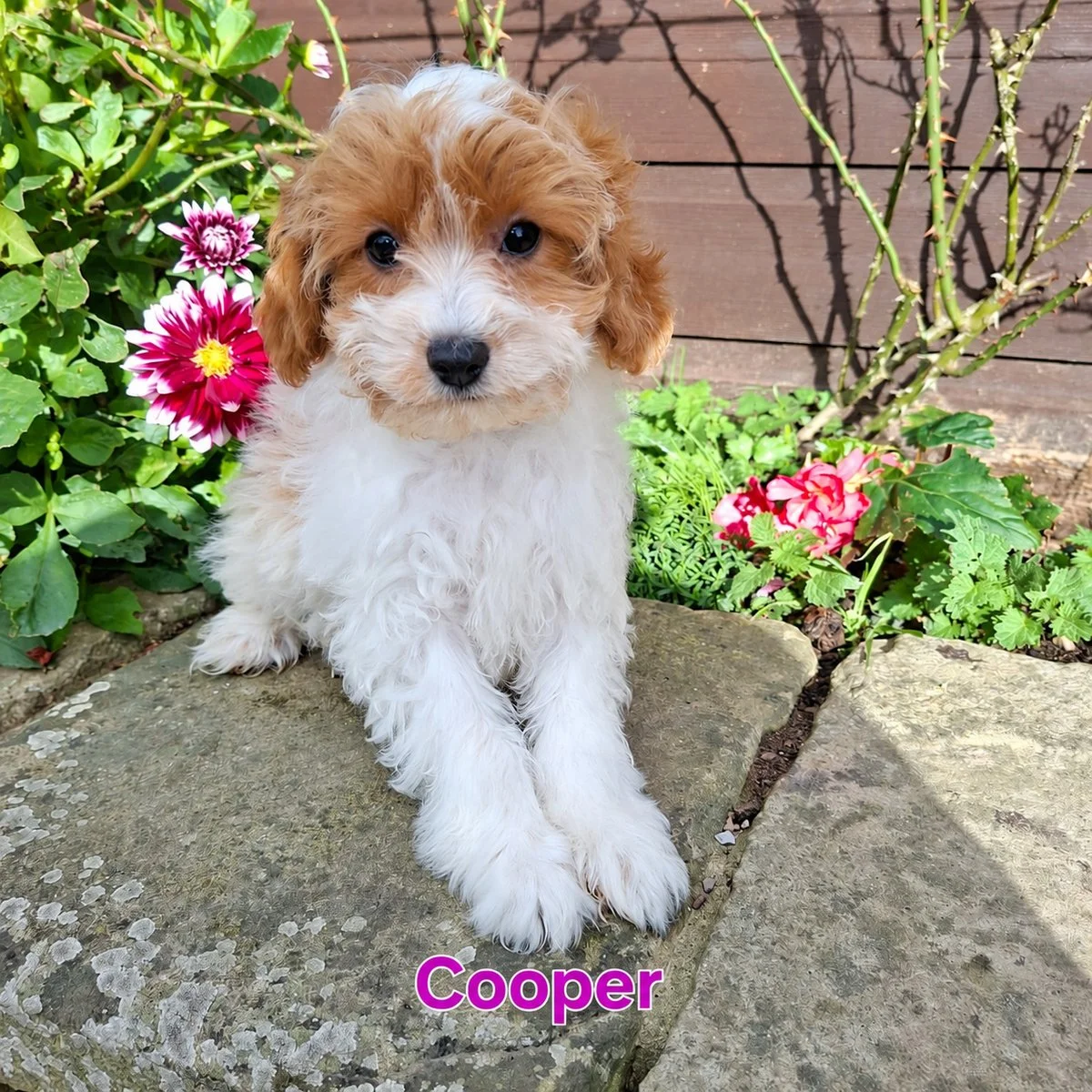 Cavapoo Puppies For Sale