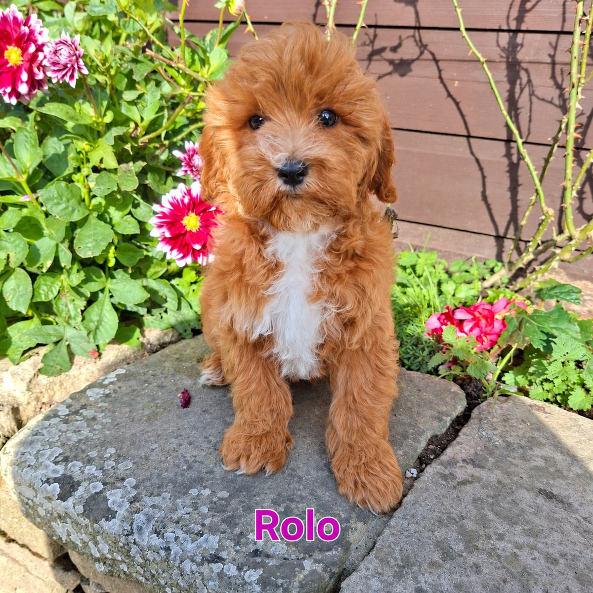 Cavapoo Puppies For Sale