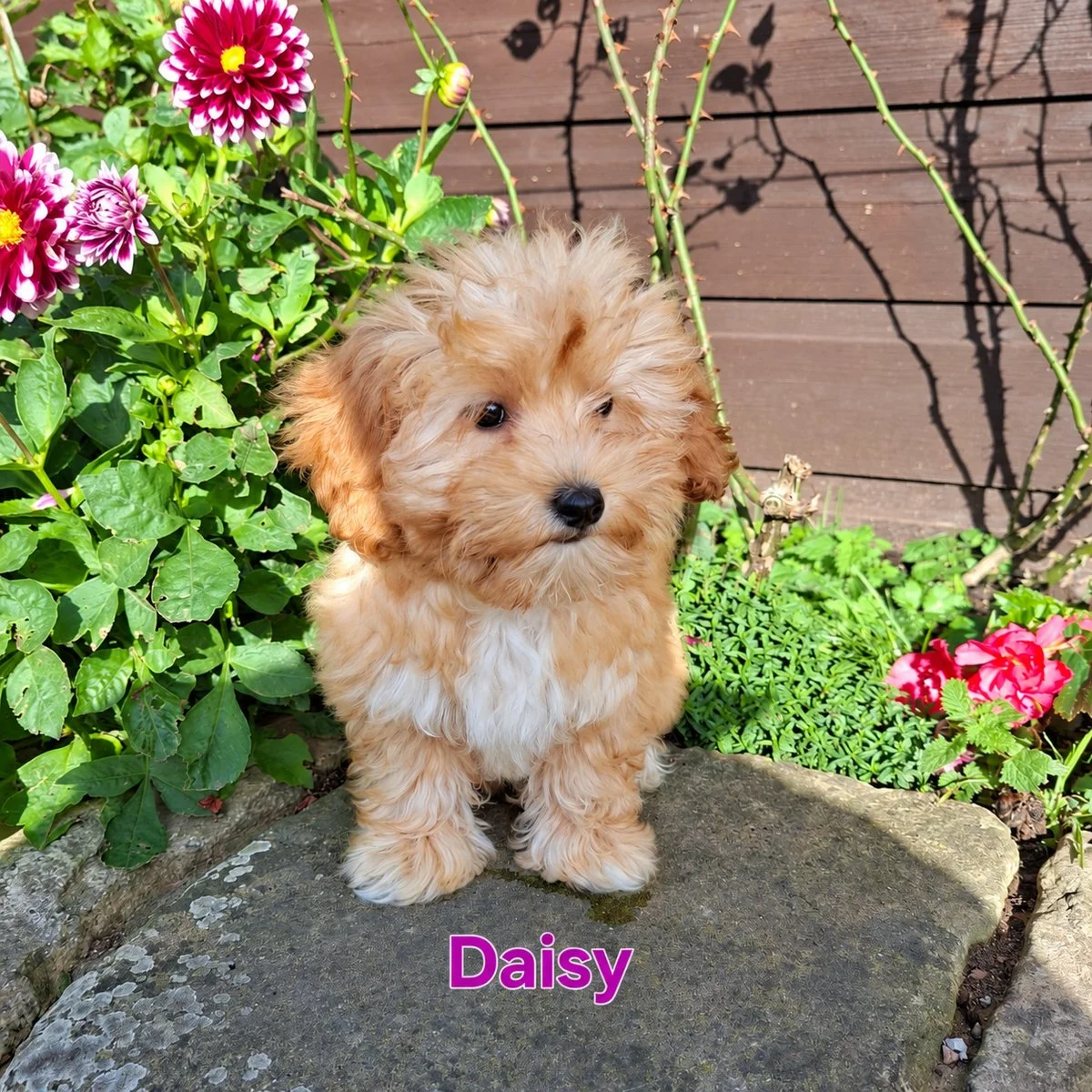 Cavapoo Puppies For Sale