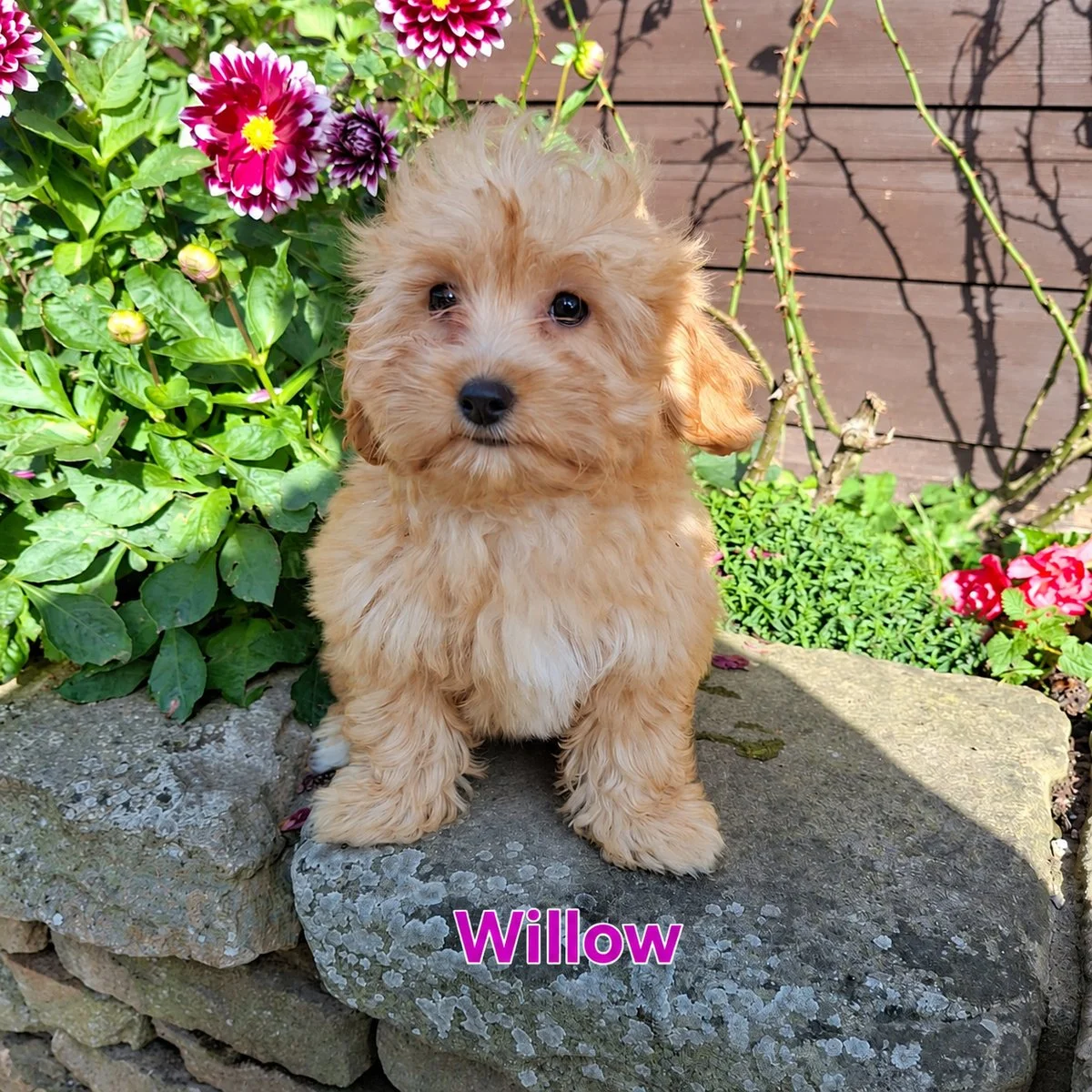 Cavapoo Puppies For Sale