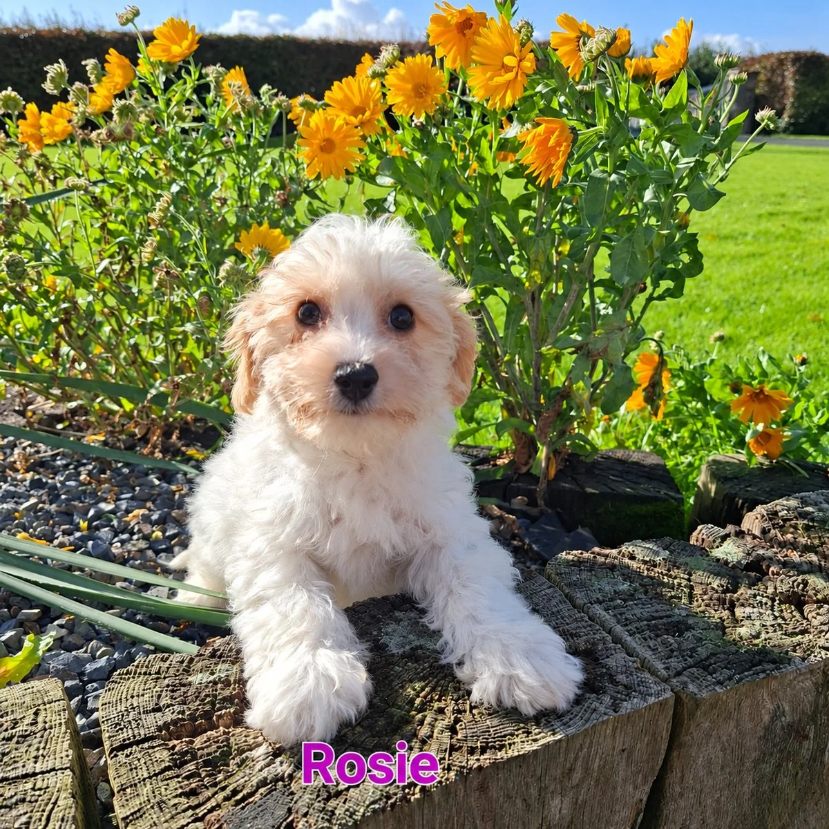 Cavapoo Puppies For Sale