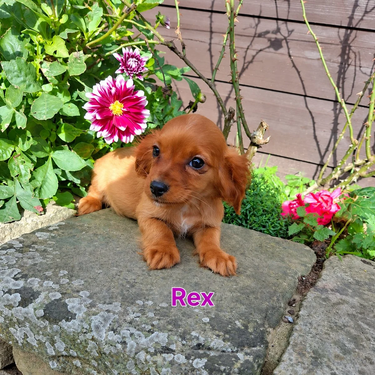 Cavapoo Puppies For Sale