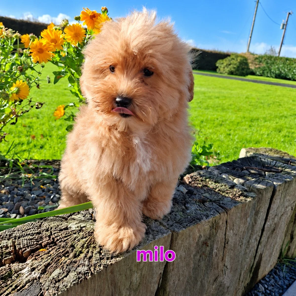 Cavapoo Puppies For Sale
