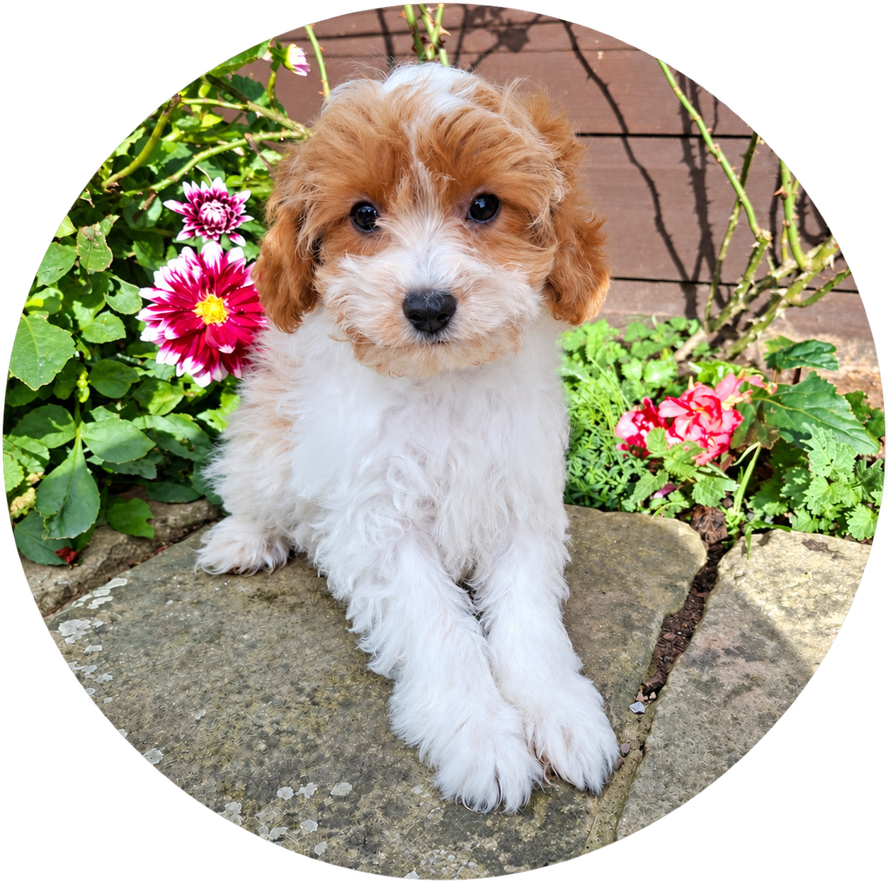 Available Cavapoos