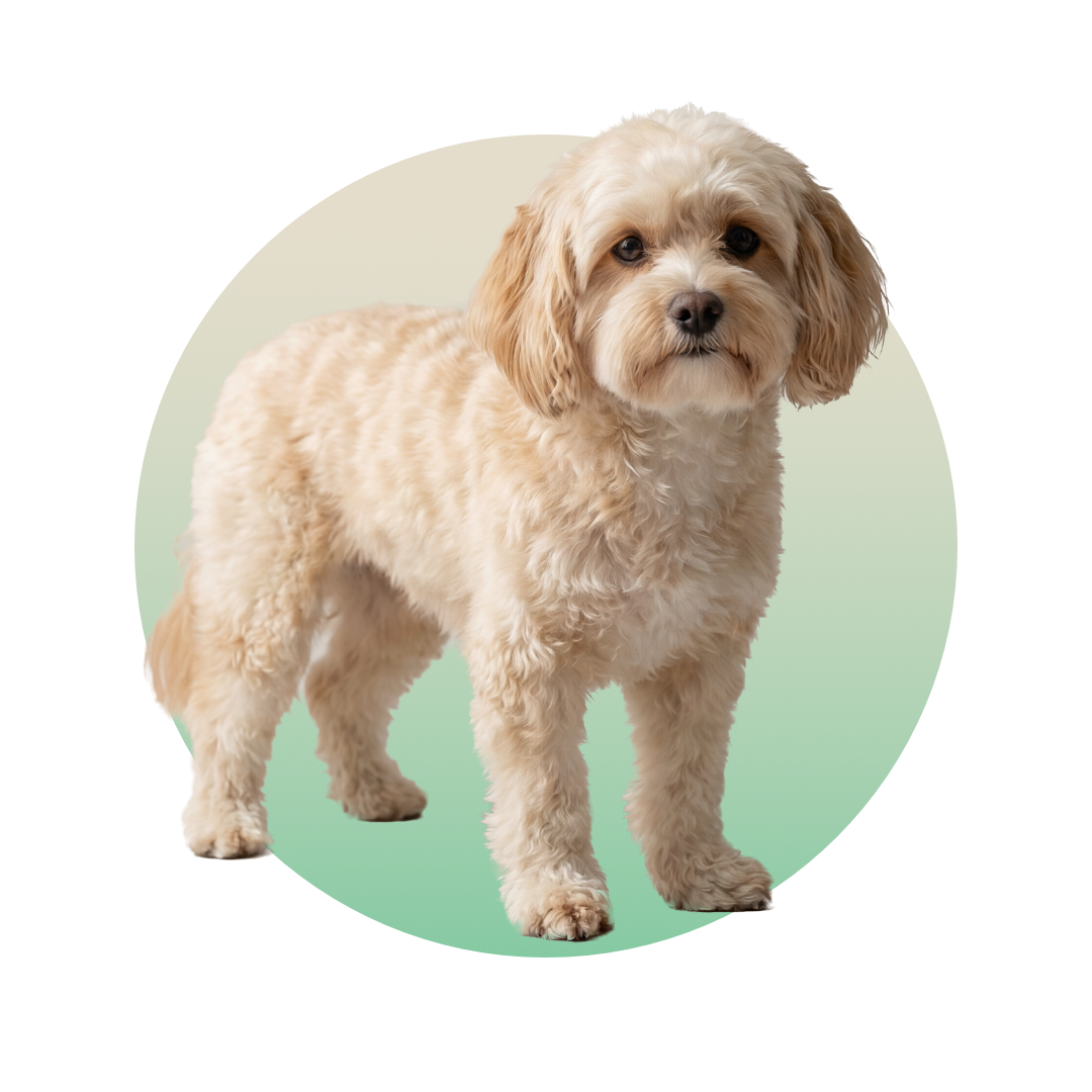 Cavachon Breed Adult
