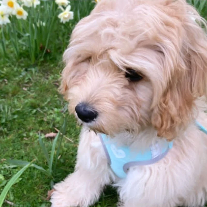 customer testimonial Cavachon Honey