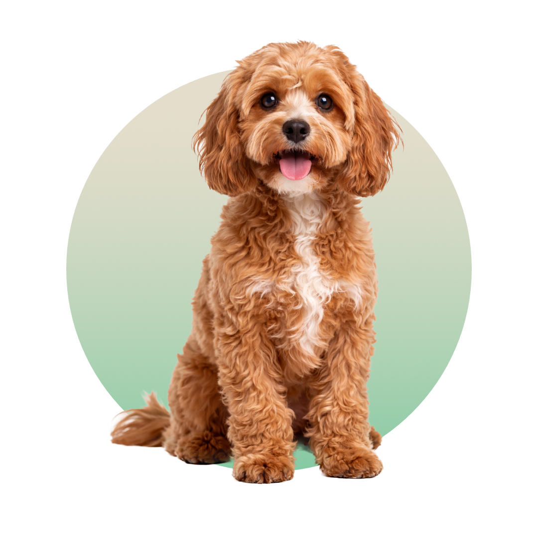Cavapoo Breed Adult