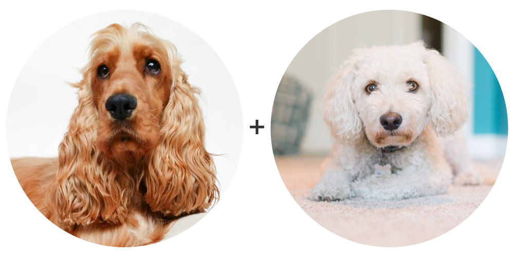 About Cockapoo | Cocker Poodle Mix — Rossbane Kennels Cavachon Cavapoo ...