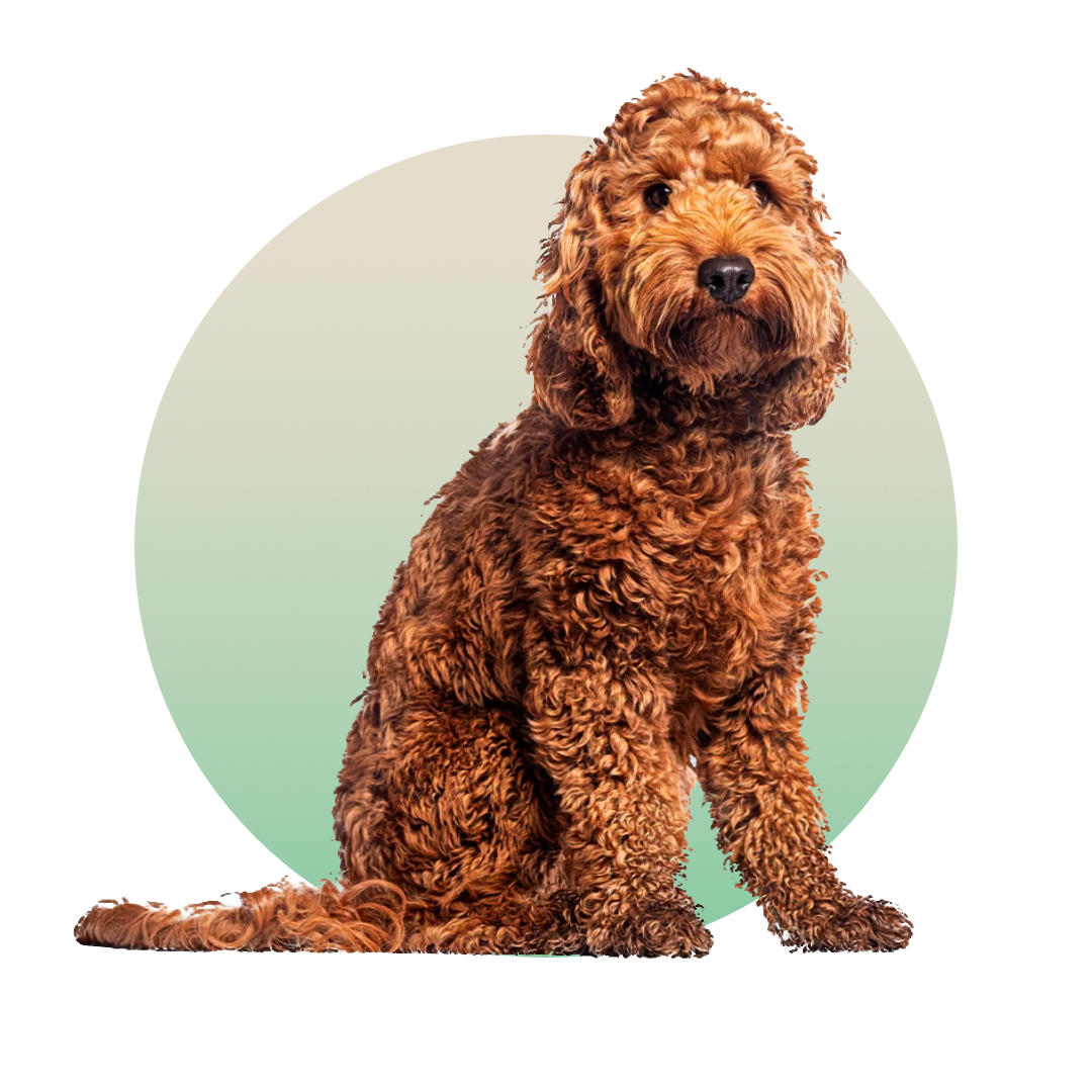 Cockapoo Breed Adult
