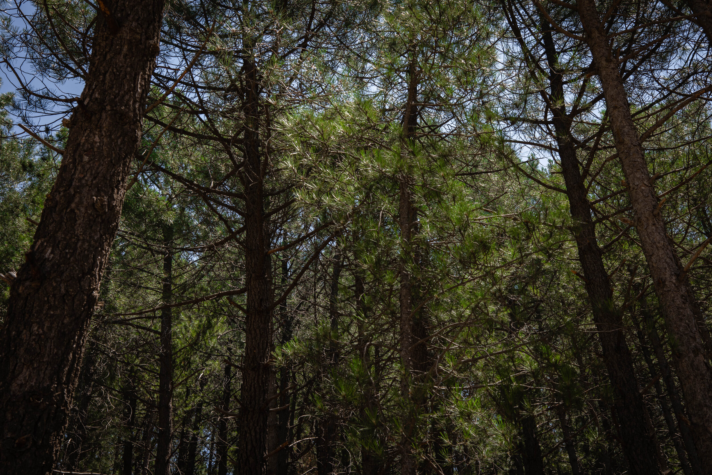 Cerca del rio, la orilla que llama  (1 of 1).jpg