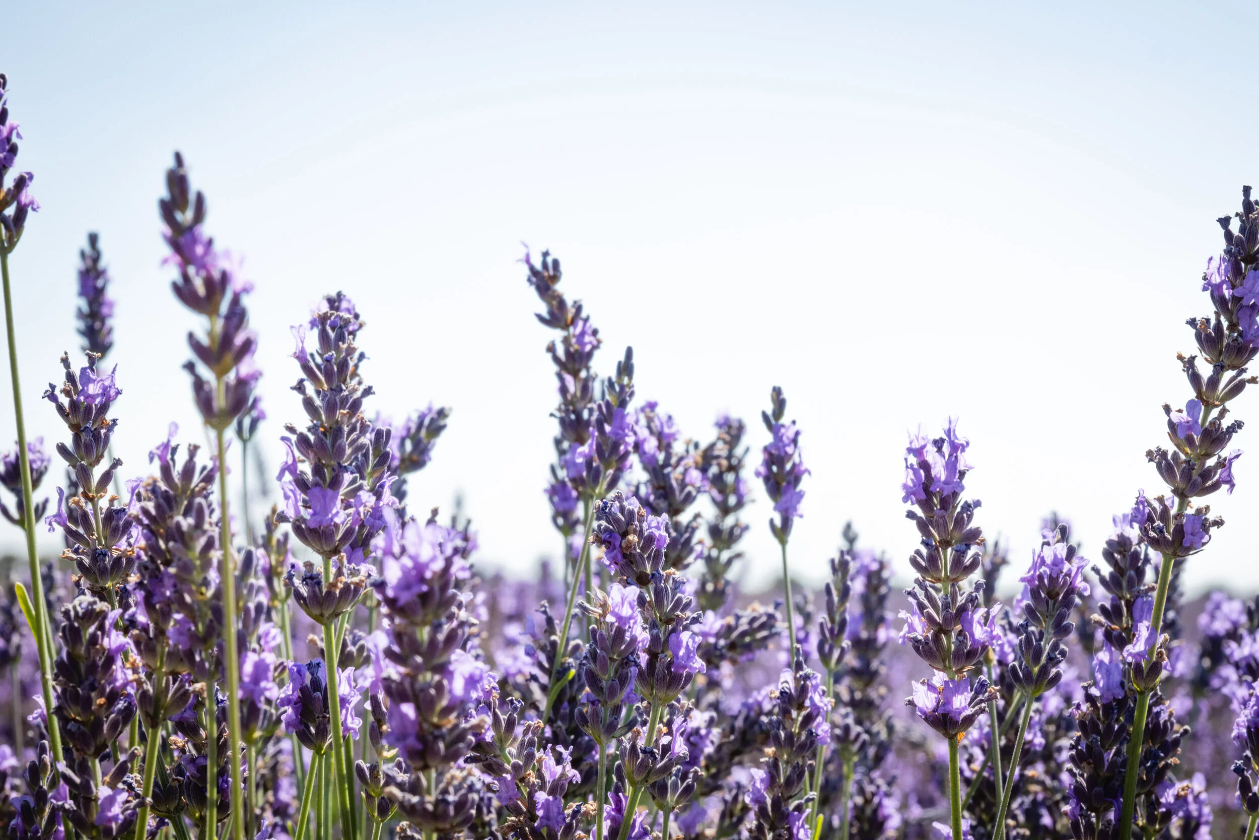 The Other Side (1 of 9).jpg