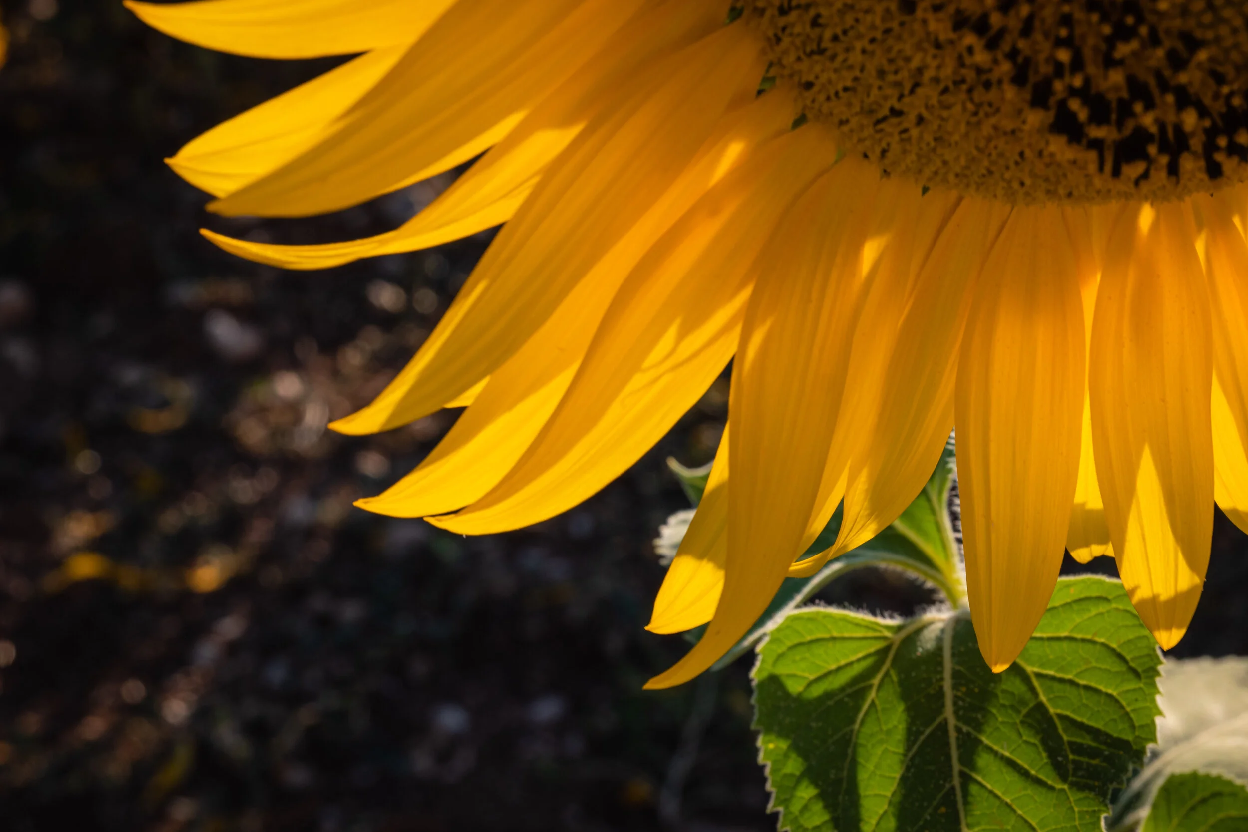 Helianthus (1 of 10).jpg