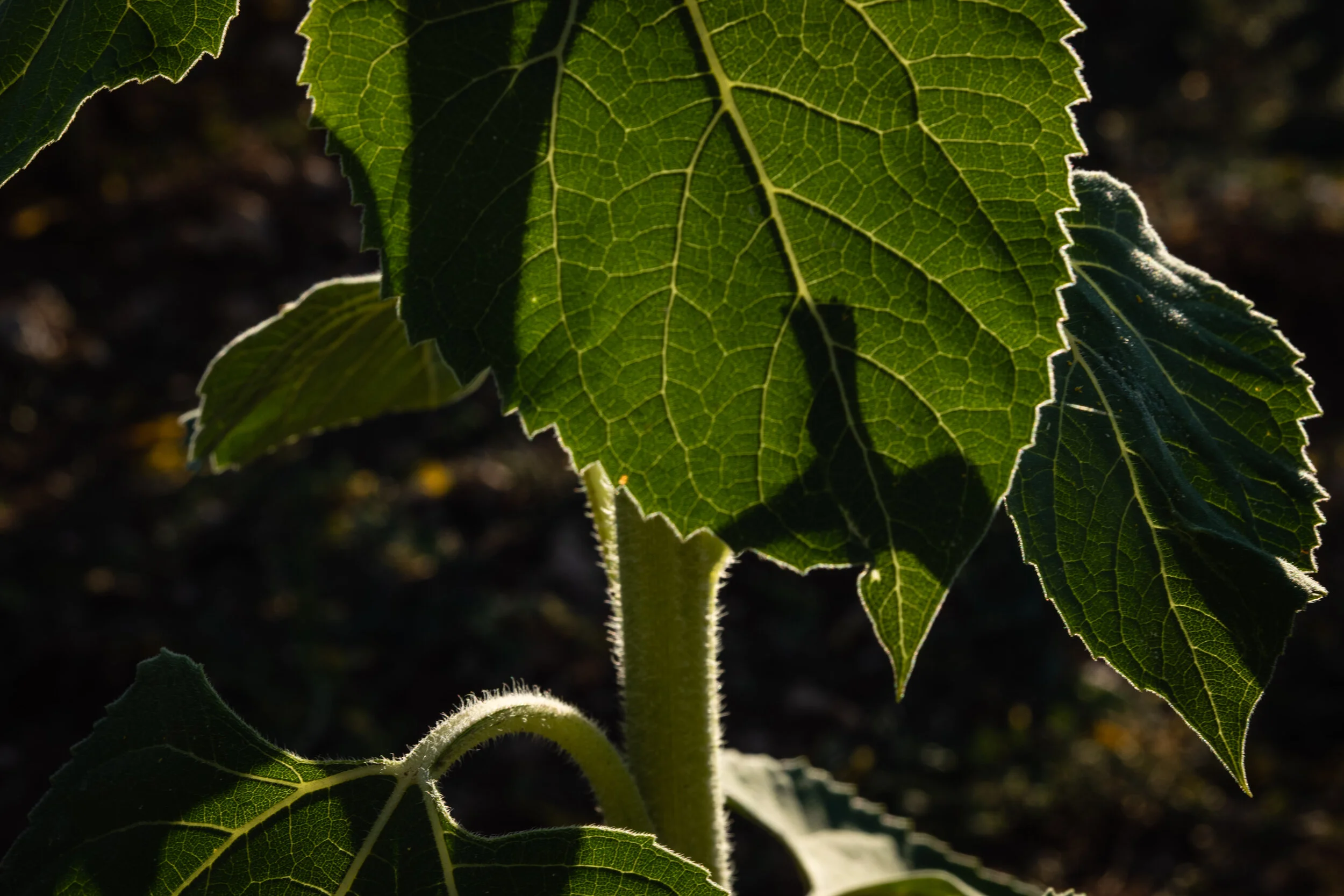 Helianthus (3 of 10).jpg
