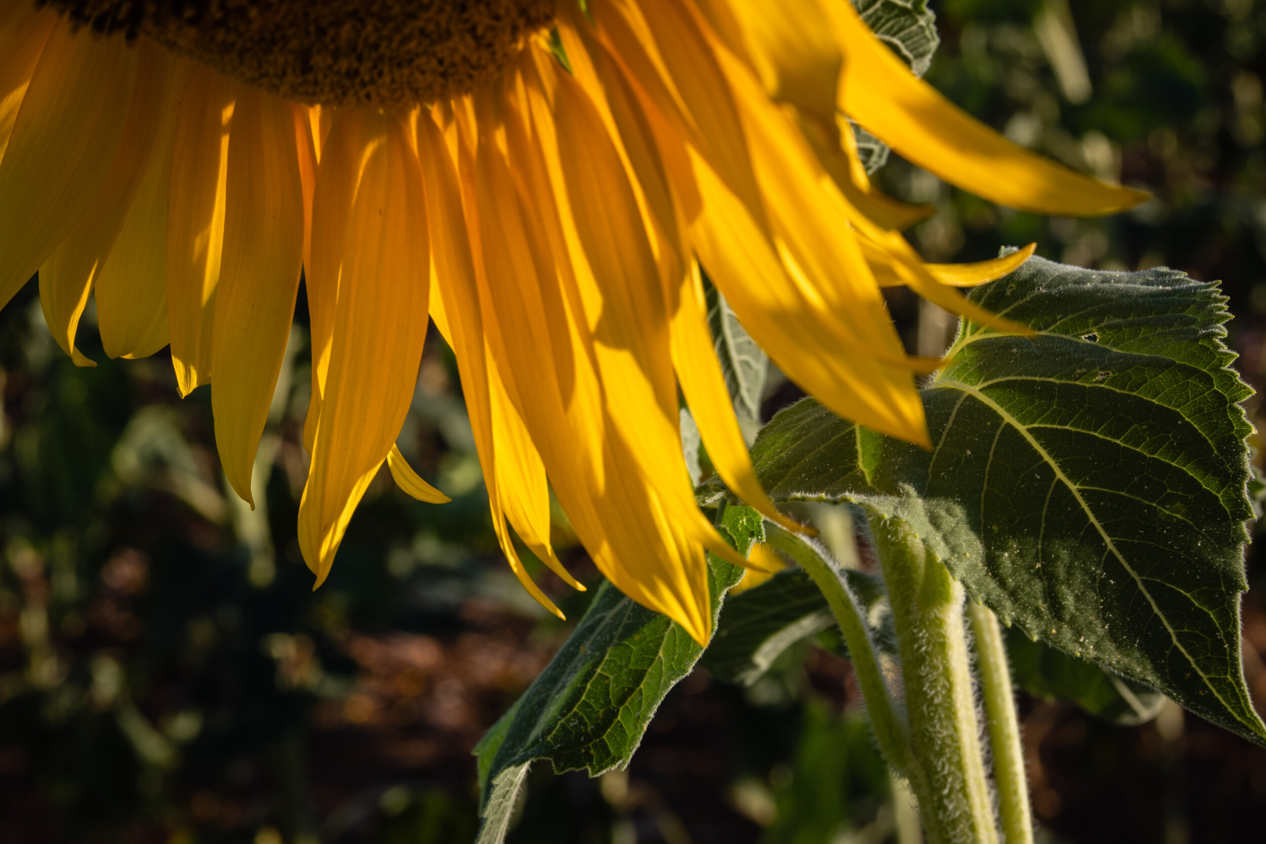 Helianthus (4 of 10).jpg