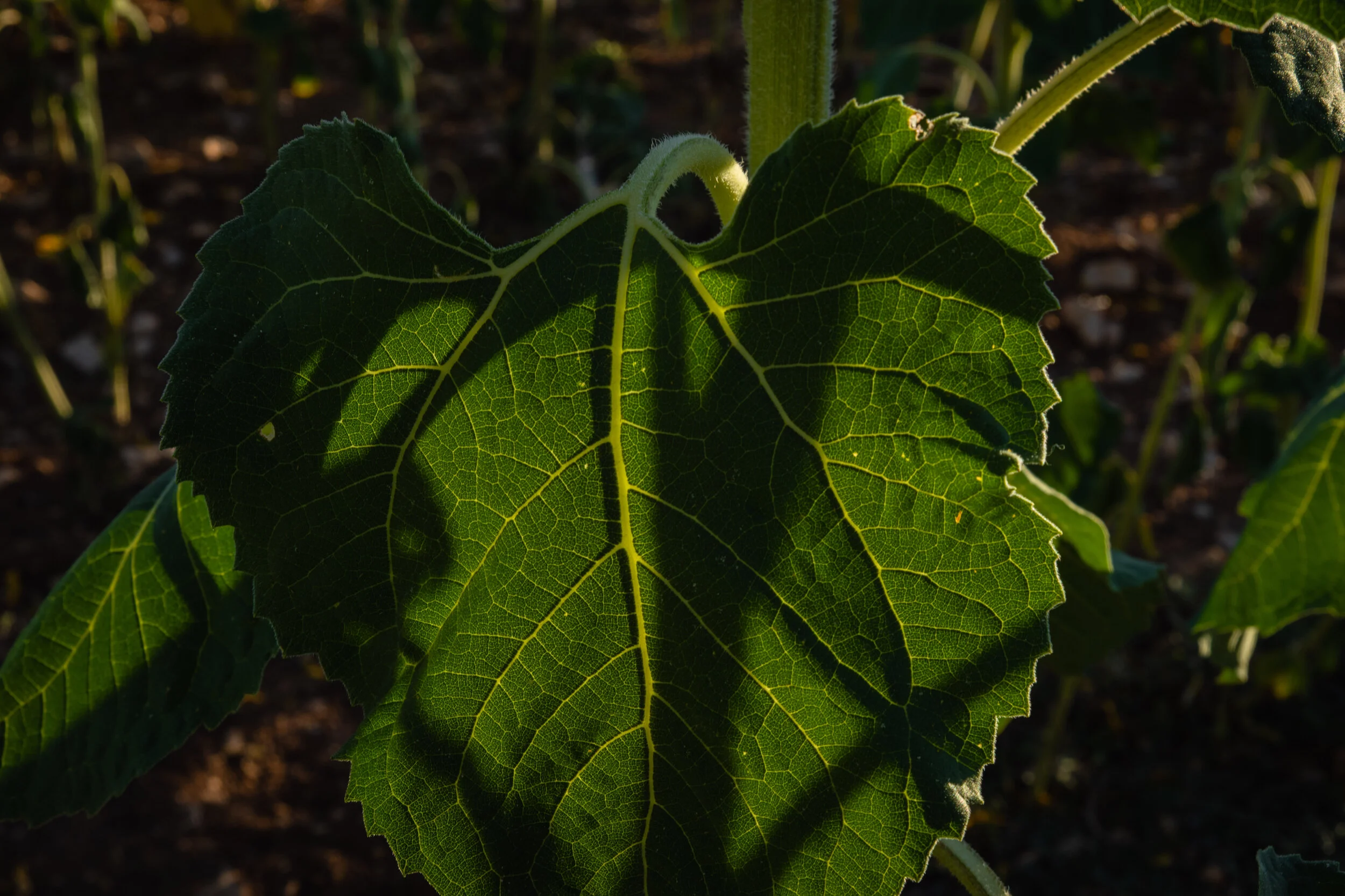 Helianthus (5 of 10).jpg